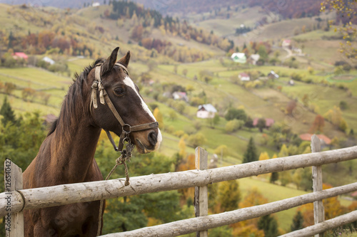 Closeup shot of a brown horse in a country village with autumn b photo