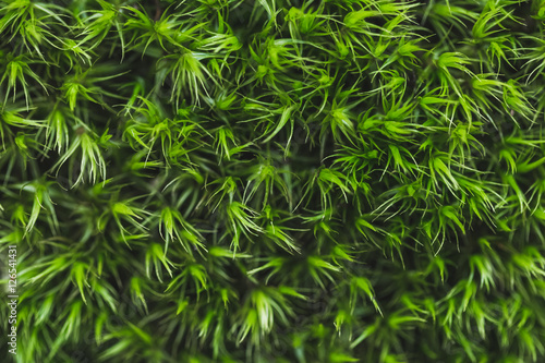 Closeup texture of moss and lichen