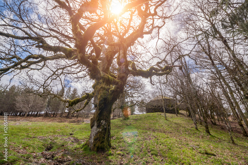 Old oak tree photo