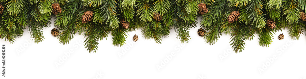Spruce branches with cones Spruce branches with cones