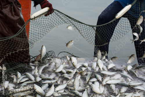 On the fisherman boat,Catching many fish at mouth of Bangpakong river in Chachengsao Province east of Thailand. photo