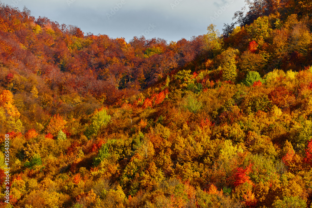 Fototapeta premium Colorful autumnal landscape