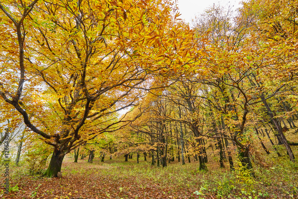 Deciduous forest in the autumn Deciduous forest in the autumn