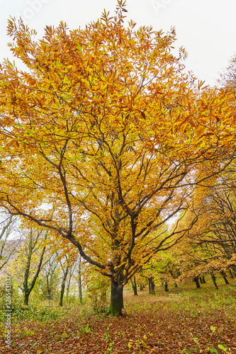 Deciduous forest in the autumn