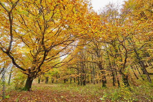 Deciduous forest in the autumn