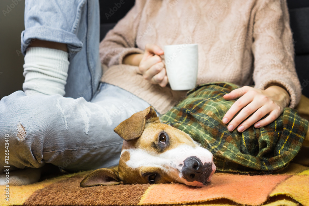 Puppy covered in plaid relaxing with human. Lazy dog in throw rug relaxing  with human in jeans and wool sweater who drinks tea or coffee Stock Photo |  Adobe Stock