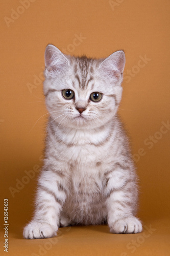 Kitten British cat on a red background © Dixi_