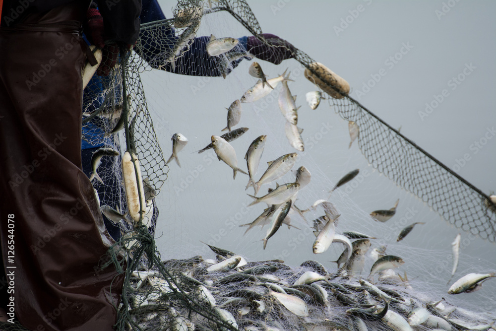 Fototapeta premium On the fisherman boat,Catching many fish at mouth of Bangpakong river in Chachengsao Province east of Thailand.