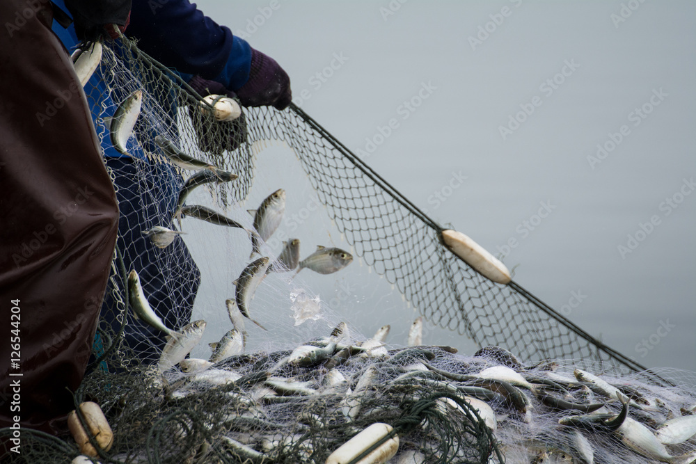 Obraz premium On the fisherman boat,Catching many fish at mouth of Bangpakong river in Chachengsao Province east of Thailand.