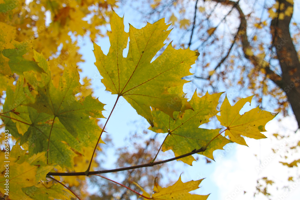 Fototapeta premium Ahornblatt im Herbst
