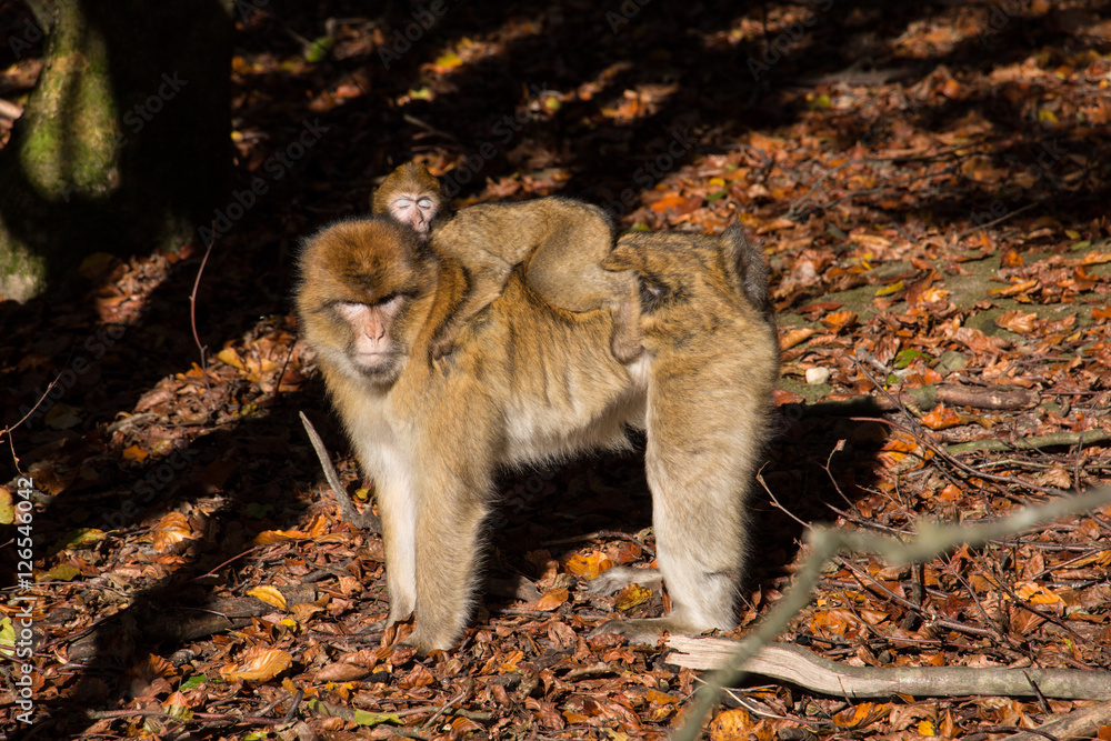 Berberaffe StockFoto Adobe Stock