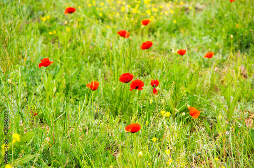 Field of blooming poppies