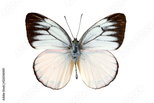 White butterfly photo