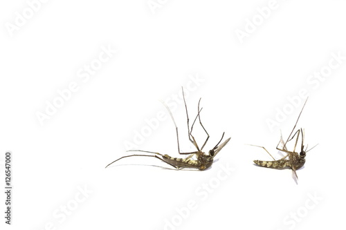 Mosquito on white background,mosquito dead.