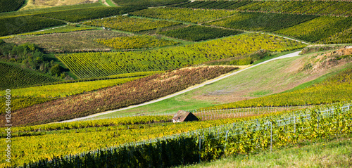 vineyard landscape with a small house