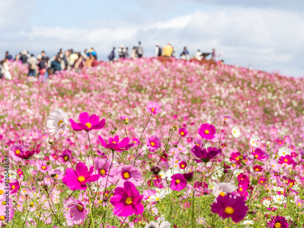 Closeup of cosmos flowers with blurry cosmos hill and tourists who enjoy their relaxation time
