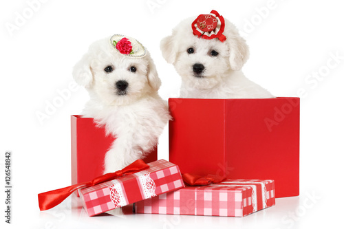 Bichon Frise puppies in a gift box