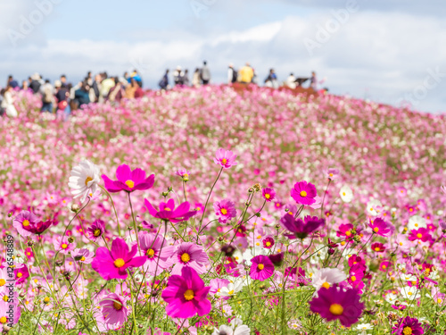 Closeup of cosmos flowers with blurry cosmos hill and tourists who enjoy their relaxation time