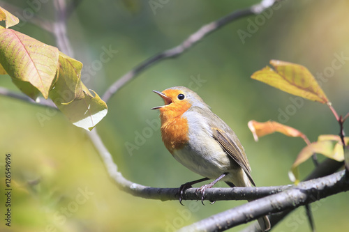 bird Robin in the Park sits among the branches © nataba