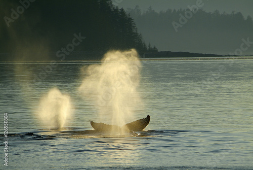 Backlit Humpback Whale Spout