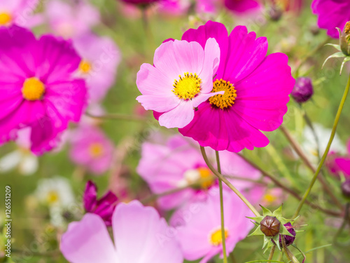Closeup of a couple of big and small bloom cosmos flowers for couple  love or growth concept and idea