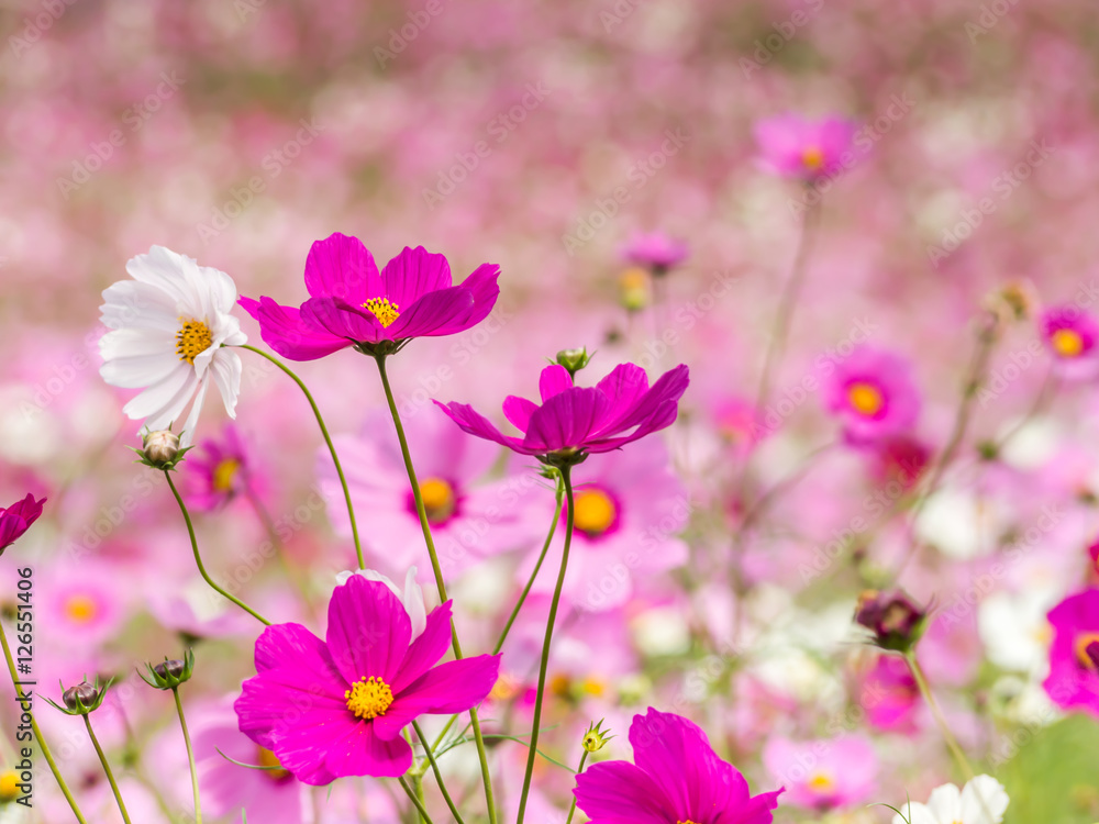 Abstract closeup of cosmos flowers field for nature background Abstract closeup of cosmos flowers field for nature background