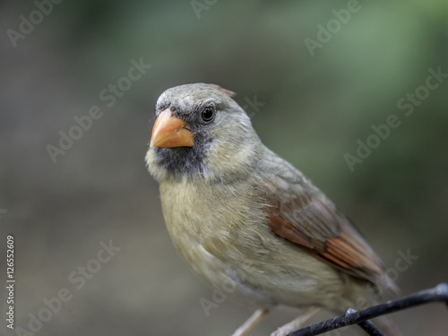 Northern cardinal ,Cardinalis cardinalis