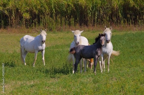 Fototapeta Naklejka Na Ścianę i Meble -  Camargue-Pferde - White Horses in Camargue,  Provence
