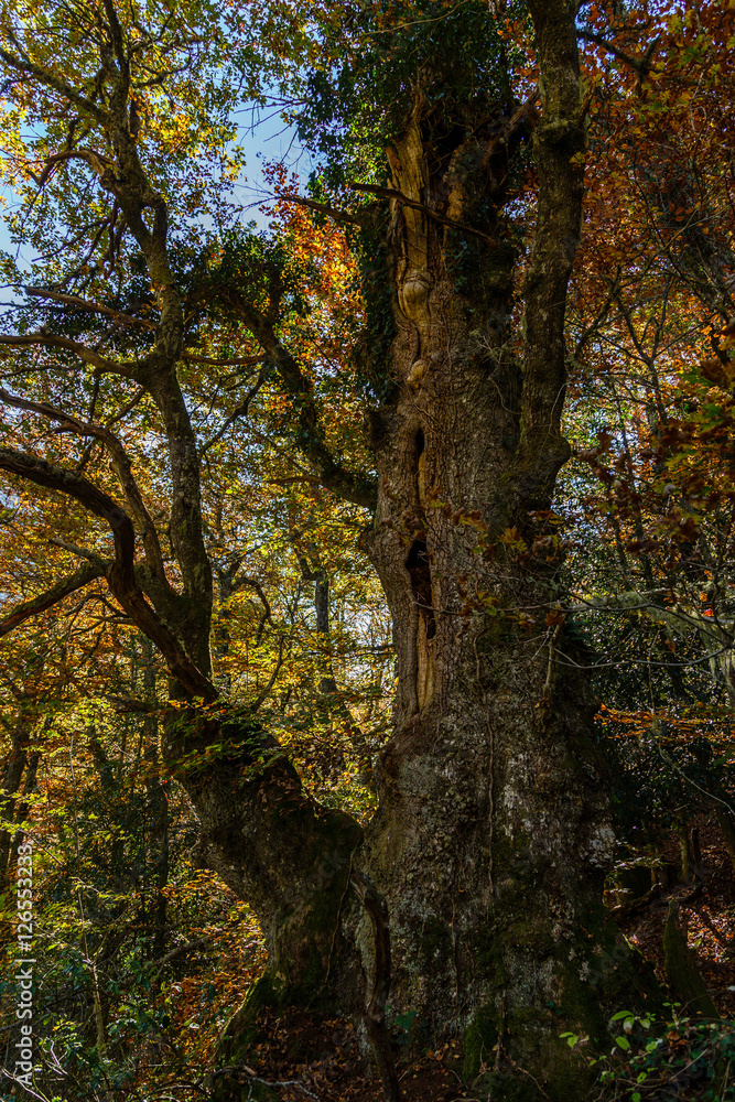 Centenary oak in the mountains of Asturias
