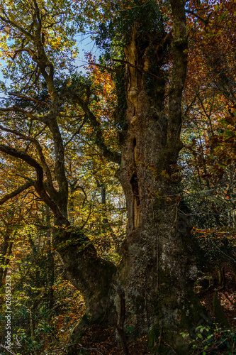 Centenary oak in the mountains of Asturias
