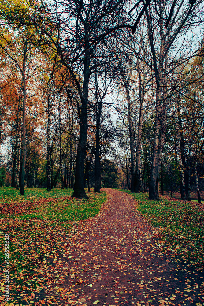 Дорожка в парке. 1