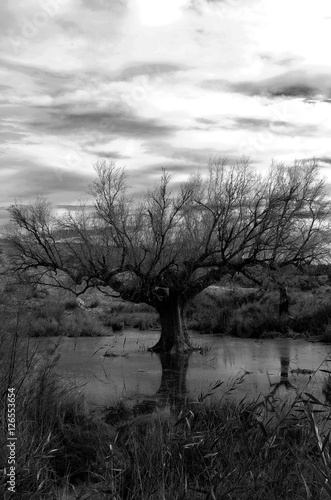 Árbol seco bajo el agua