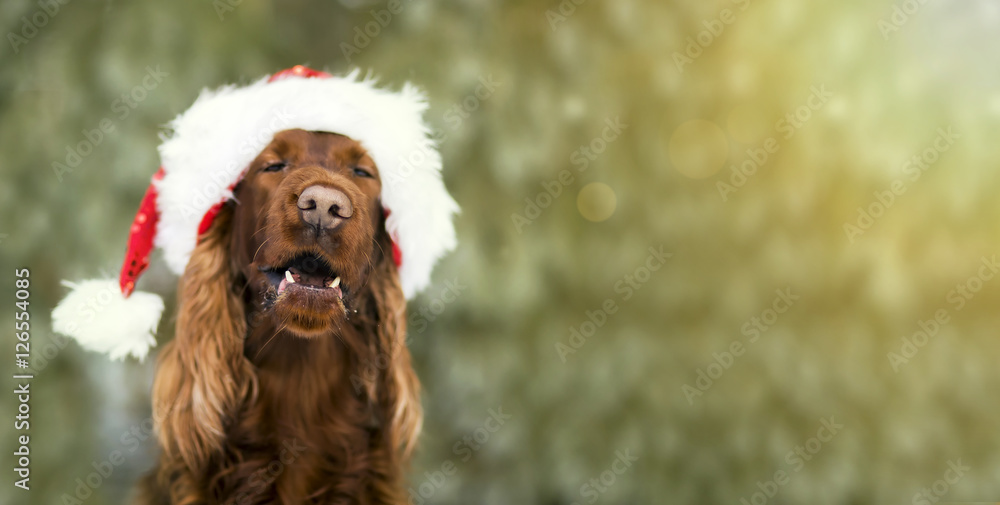 Funny Christmas dog banner Funny Christmas dog banner