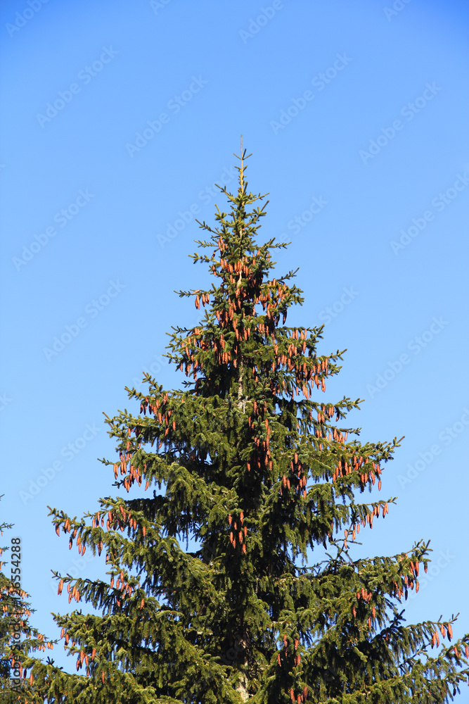Fir Tree with Cones Fir Tree with Cones