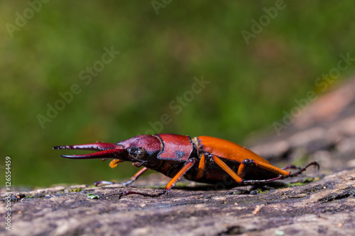 Stag Beetle (Prosopocoilus kannegieteri) Beetle insect photo