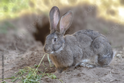 cute fluffy bunny