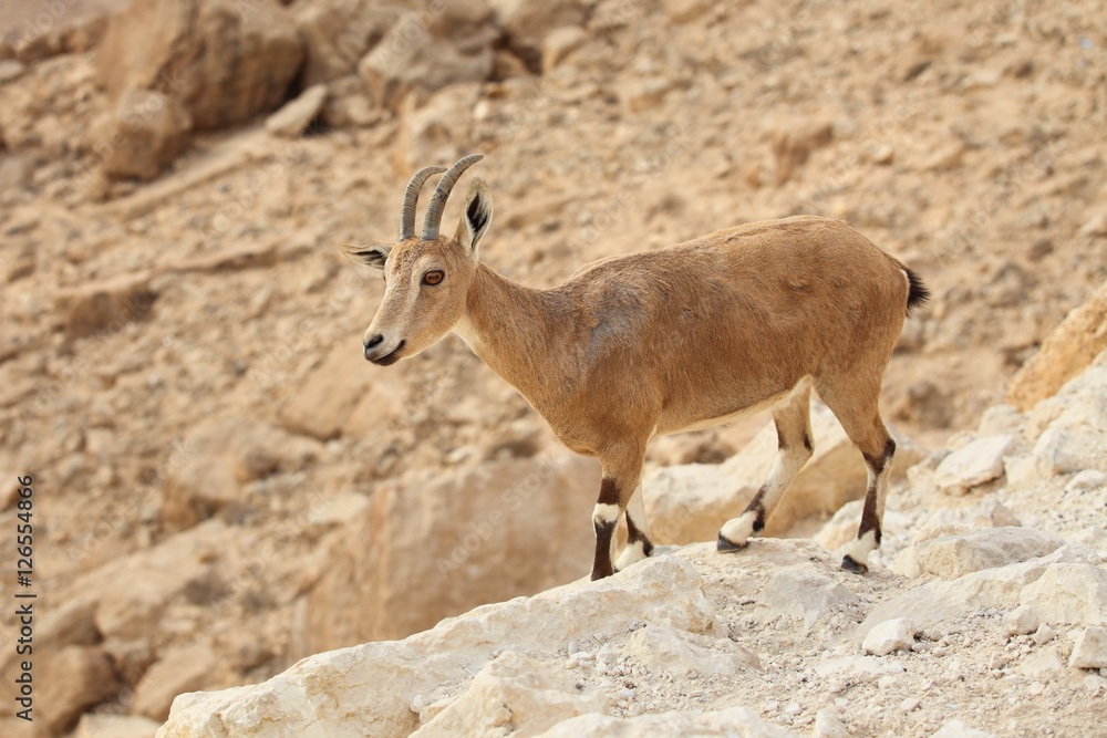 Obraz premium close up of wild young nubian ibex