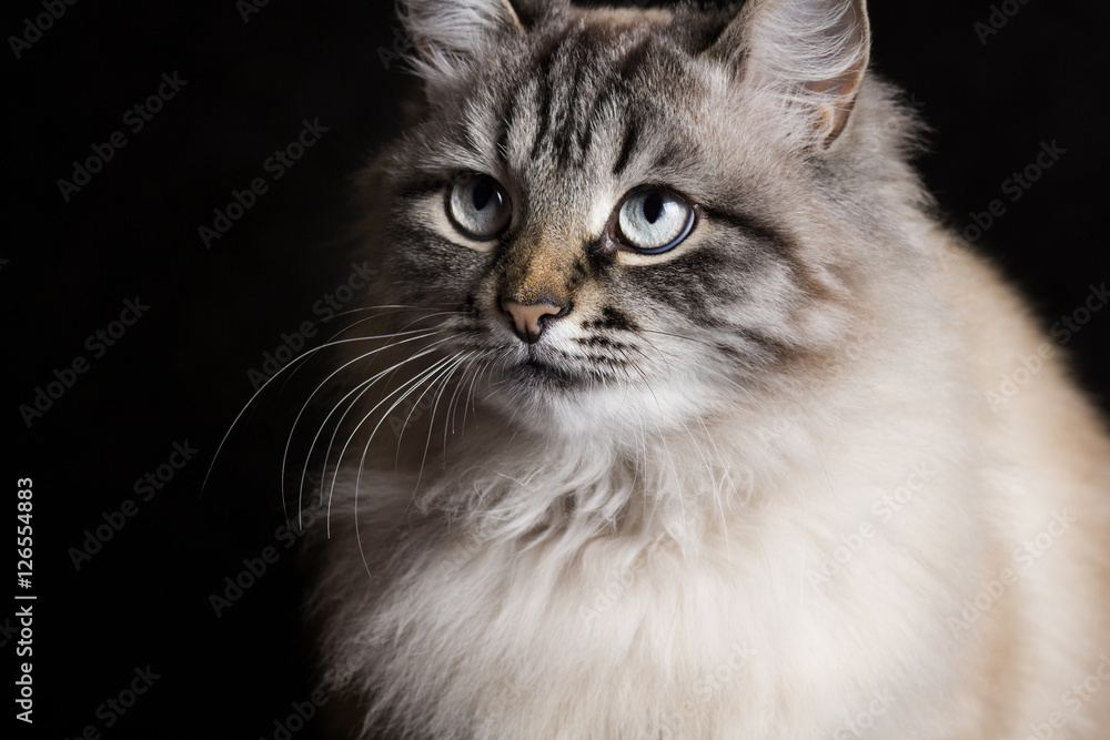 beautiful Siamese cat on a black background