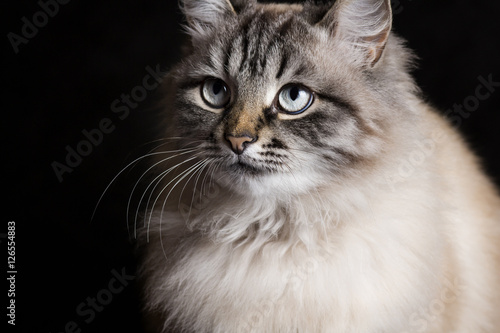 beautiful Siamese cat on a black background