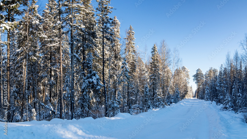 Fototapeta premium зимняя панорама заснеженного леса с проселочной дорогой, Россия, Урал