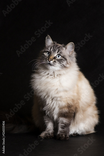 fashion portrait of a Siamese cat with blue eyes