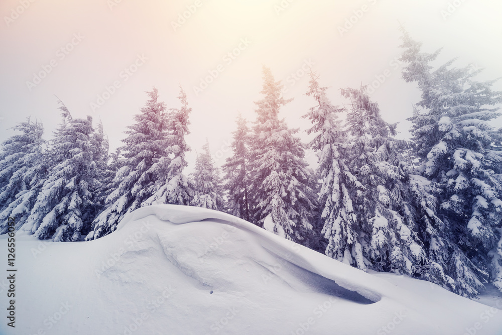 Obraz premium Majestic winter landscape