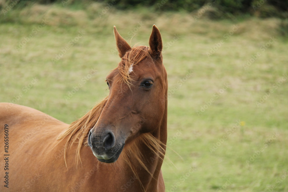 A Lovely Brown Horse with its Ears Standing High. A Lovely Brown Horse with its Ears Standing High.