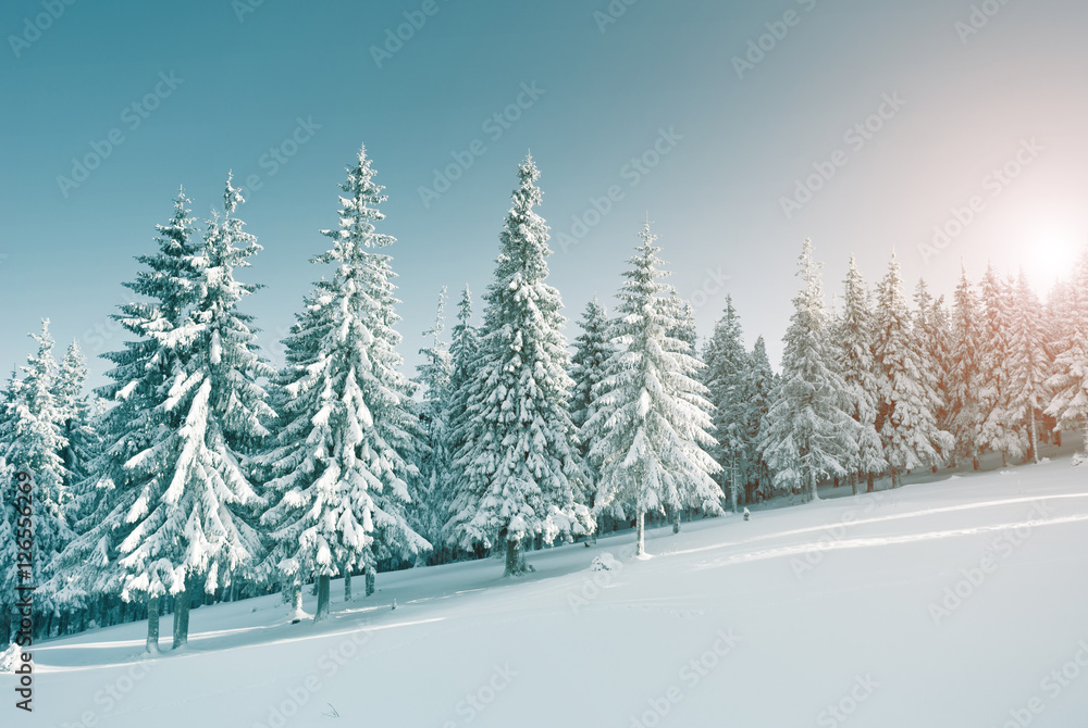 Obraz premium Dramatic wintry scene