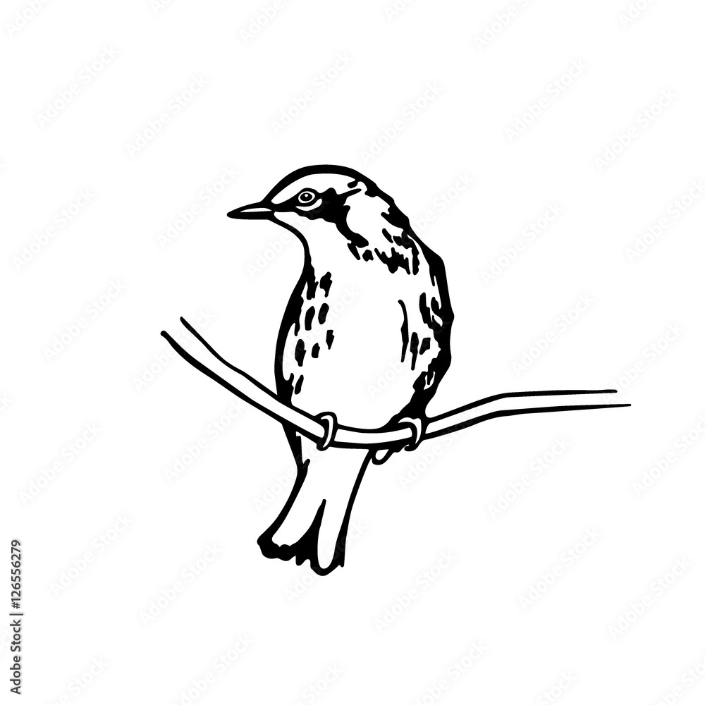 Obraz premium Hand drawn bird
