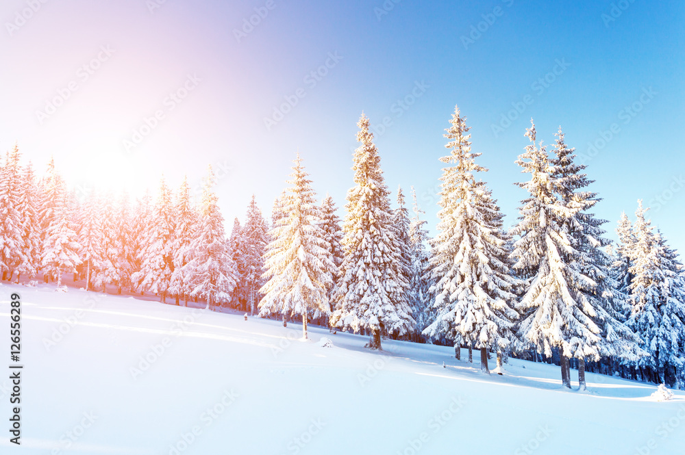 Fototapeta premium Dramatic wintry scene