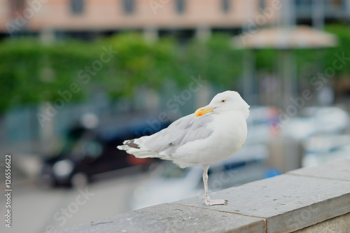 Seagull at Oslo central background photo