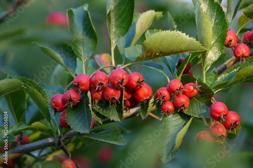 Ast der Echten Mehlbeere mit roten Früchten und grünen Blättern photo
