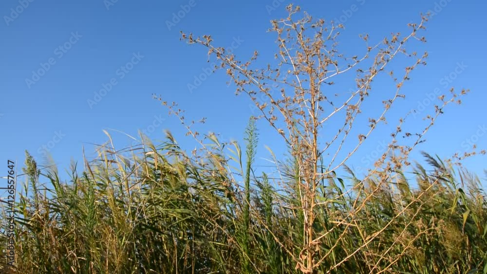 Mediterranean environment, plants and nature Mediterranean environment, plants and nature