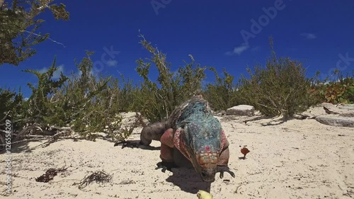 Exuma Island iguana crawling on the beach. photo